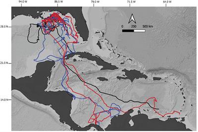 Leatherback Turtles in the Eastern Gulf of Mexico: Foraging and Migration Behavior During the Autumn and Winter